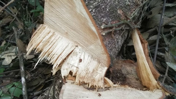  ಒಂದೇ ಸರ್ವೇ ನಂಬರ್ ನಲ್ಲಿ ಹೆಚ್ಚು ಜನರಿಗೆ ಸಾಗುವಳಿ ಚೀಟಿ