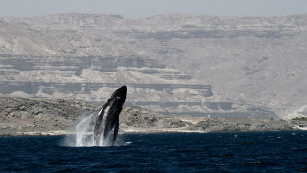ಏನಿದರ ವಿಶೇಷತೆ? 