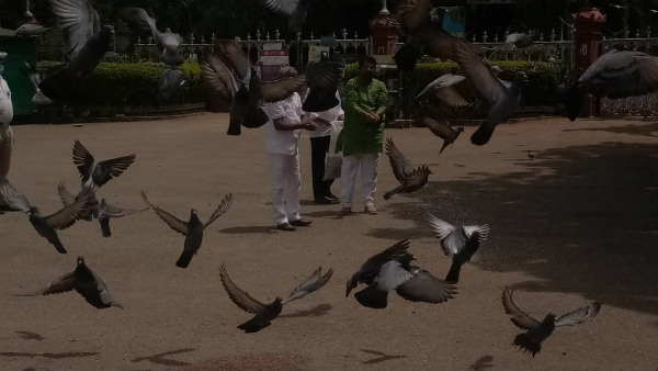 ಮನುಷ್ಯರ ಆಹಾರವೇ ಈಗ ಪಕ್ಷಗಳಿಗೂ ಆಹಾರ