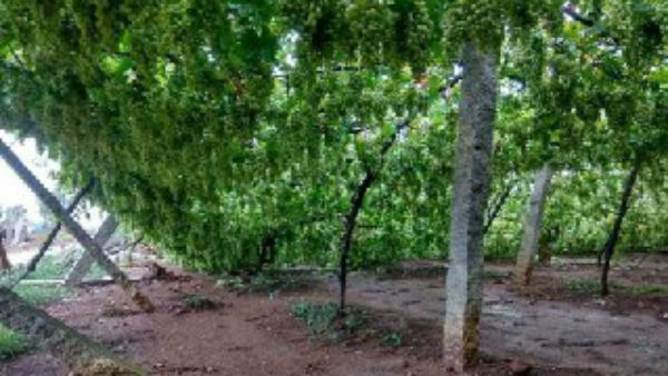 Rain: Destroyed Two Acre Of Grape Crop In Devanahalli