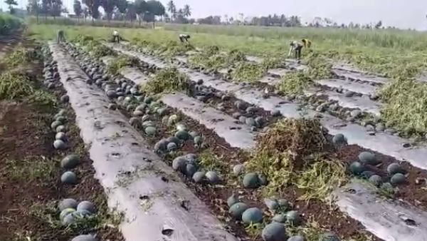 Corona Effect: 10 Watermelon Destroyed In Belagavi