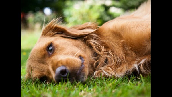 ಮನುಷ್ಯರಿಂದ ಪ್ರಾಣಿಗಳಿಗೆ ಕೊರೊನಾ.?