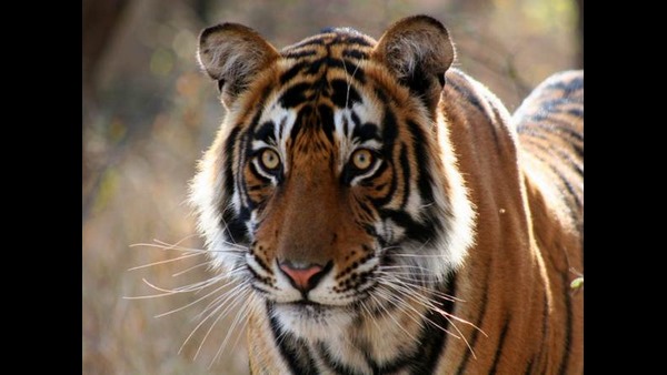 ಮುಂದೆ ಏನು?