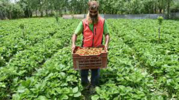 ಎಪಿಎಂಸಿಗಳನ್ನು ಬಲಪಡಿಸಬೇಕಾಗಿದೆ 