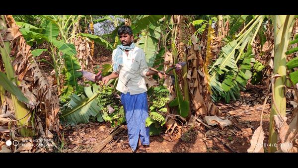 ಮೂರು ಎಕರೆ ಬಾಳೆ ತೋಟ ಸಂಪೂರ್ಣ ನಾಶ