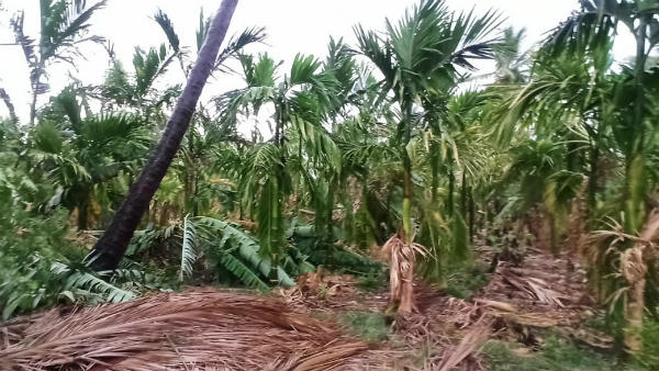 Banana Crops Damaged By Heavy Rain In Chitradurga