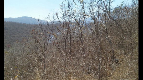  ಬಂಡೀಪುರದ ಬೇಟೆಗಾರರು ಯಾರು ಗೊತ್ತಾ?