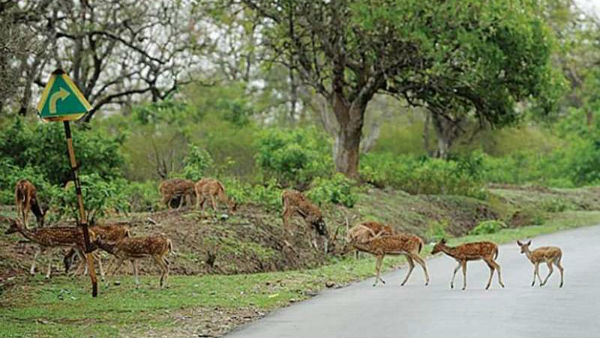 Animals Roaming In Roads Freely In Bandipura