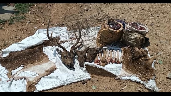  ಅರಣ್ಯದಲ್ಲಿ ಕೆಲಸ ಮಾಡಿದ್ದವರೇ ಬೇಟೆಗಾರರು!