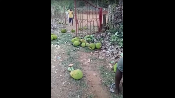 Lockdwn: Farmers Throwed Fruits To Road In Chikkamagaluru