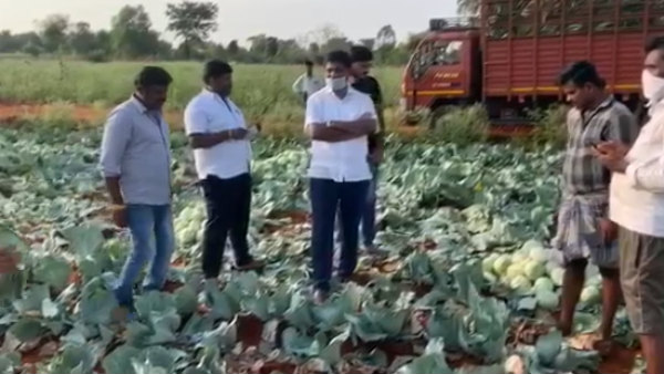  ಎರಡು ಎಕರೆ ತೋಟದಲ್ಲಿ ಎಲೆಕೋಸು