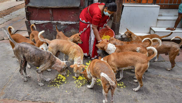 ನಾಯಿಗಳಿಗೆ ಆಹಾರ