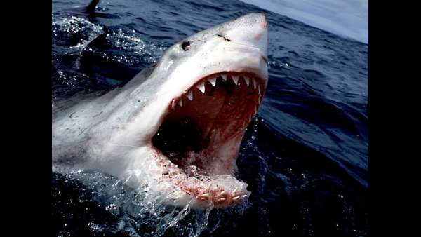 23 Year Old Boy Killed By Shark At Australia 23 Year Old Boy Killed By Shark At Australia