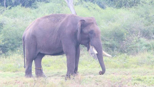 Eye On Dubare As Possibility Of Coronavirus To Animals Eye On Dubare As Possibility Of Coronavirus To Animals
