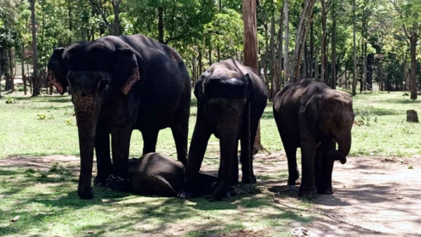 Forest Department Eye On Ramapura Elephant Camp Onbehalf Of Coronavirus