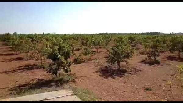 ಕಾಯಿ ಕೀಳುವ ಸಮಯಕ್ಕೆ ಸರಿಯಾಗಿ ಬಂದ ಕೊರೊನಾ ಕಾಯಿ ಕೀಳುವ ಸಮಯಕ್ಕೆ ಸರಿಯಾಗಿ ಬಂದ ಕೊರೊನಾ