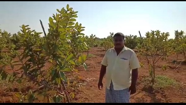 ಪ್ರಾಣಿಪಕ್ಷಿಗಳಿಗೆ ಆಹಾರವಾಗಲು ಬಿಟ್ಟ ರೈತ ಪ್ರಾಣಿಪಕ್ಷಿಗಳಿಗೆ ಆಹಾರವಾಗಲು ಬಿಟ್ಟ ರೈತ