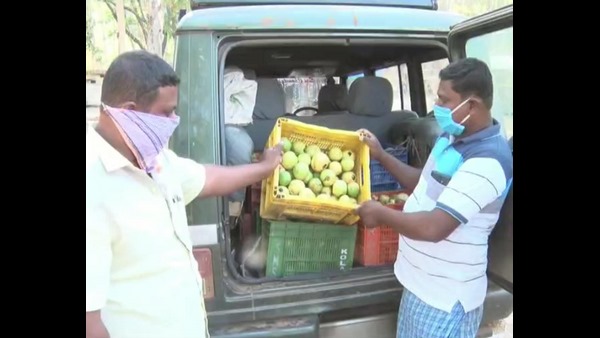 ಸೀಬೆ ಕೀಳಲು ಕಾರ್ಮಿಕರೂ ಇಲ್ಲ ಸೀಬೆ ಕೀಳಲು ಕಾರ್ಮಿಕರೂ ಇಲ್ಲ