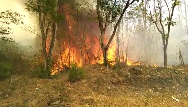 Hundred Acres Of Forest Area Destroyed By Fire In Somawarapete Hundred Acres Of Forest Area Destroyed By Fire In Somawarapete