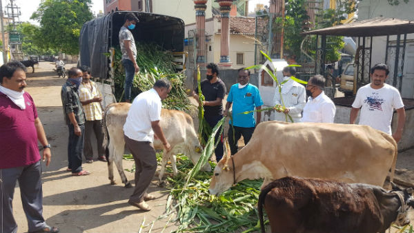 Food And Fodder To Street Animals In Mysuru By Ramachandrapura Mutt Food And Fodder To Street Animals In Mysuru By Ramachandrapura Mutt