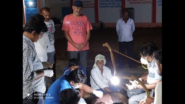  Successful Surgery By Veterinarian For Cow In Hubballi