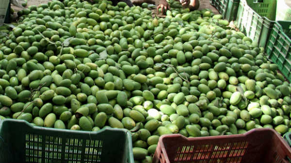 ಕಾಯಿಗಳ ಮೇಲೆ ಮೊಟ್ಟೆ ಇಡುತ್ತವೆ