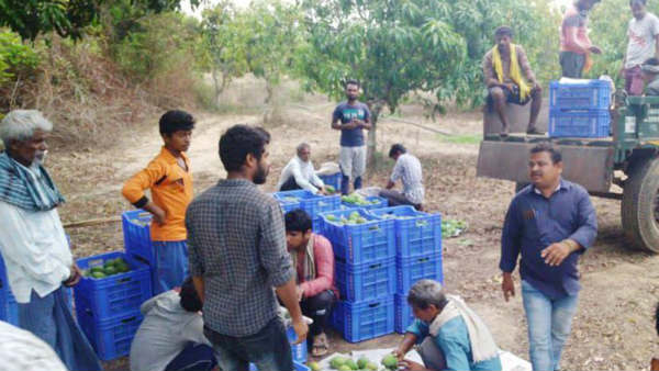 ವೀಳ್ಯದೆಲೆ, ಕಲ್ಲಂಗಡಿ
