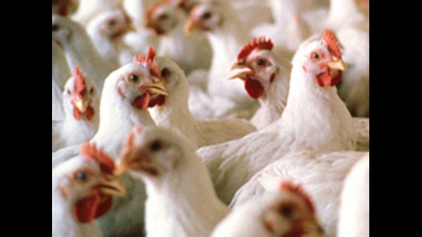 1 ಕೆಜಿ ಚಿಕನ್ ಗೆ 250 ರೂಪಾಯಿ 