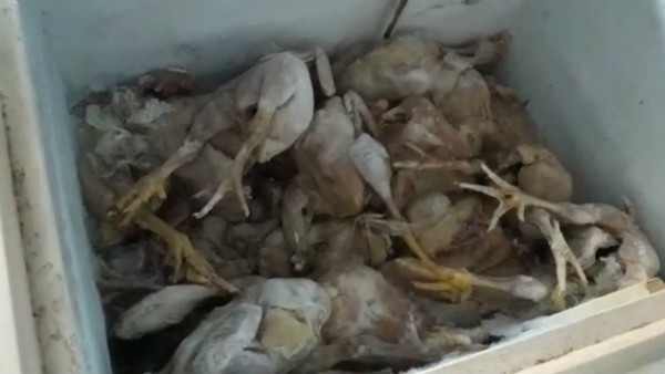 Selling Spoiled Meat In Mysuru