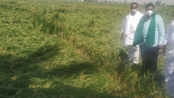 ಭತ್ತದ ಬೆಳೆಗೆ ಹಾನಿಯಾಗಿದೆ