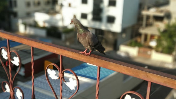 Quarantine Diaries Birds Love In Bengaluru 