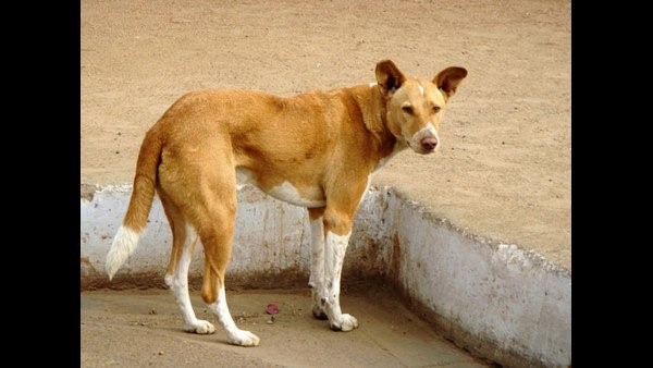 ನಾಯಿಗಳಲ್ಲಿ ಹತಾಶೆ