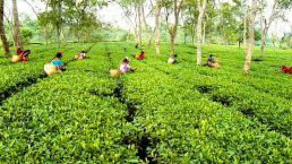 ಯುರೋಪ್ ಭಾಗದಲ್ಲಿ ಅತಿಹೆಚ್ಚು ಬೇಡಿಕೆ 