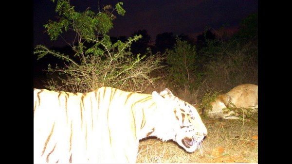  ಹುಲಿ ಸೆರೆಗೆ 40 ಕ್ಯಾಮೆರಾ ಅಳವಡಿಕೆ