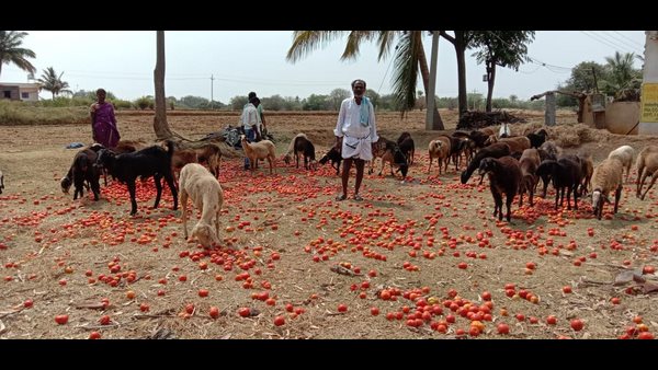  ಕುರಿ, ಎಮ್ಮೆಗಳಿಗೆ ಮೇಯಲು ಬಿಟ್ಟ ರೈತ