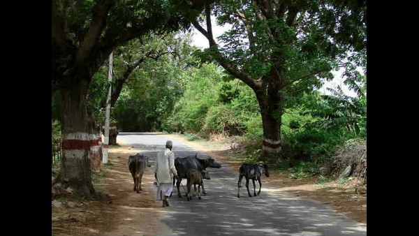 ಕೃಷಿ ಆಧಾರಿತ ಬದುಕು ಹೆಚ್ಚಾಗುವ ಸಾಧ್ಯತೆ 