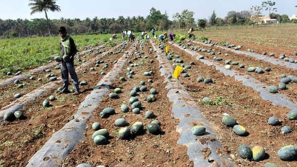  ಹೊಲದಲ್ಲೇ ಕೊಳೆಯುತ್ತಿರುವ ಕಲ್ಲಂಗಡಿ