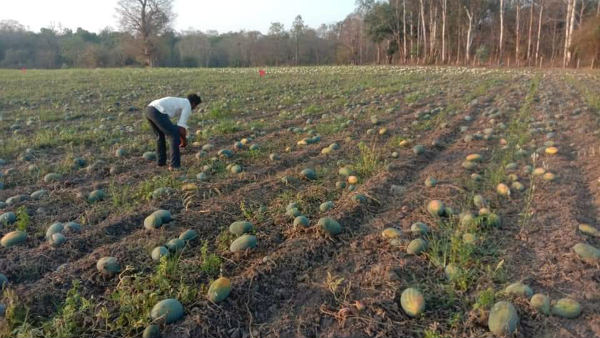  ಐದು ಸಾವಿರ ಹೆಕ್ಟೇರ್ ಪ್ರದೇಶದಲ್ಲಿ ಕಲ್ಲಂಗಡಿ