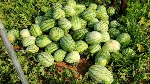  ಕೇರಳಕ್ಕೆ ಸರಬರಾಜಾಗುತ್ತಿದ್ದ ಹಣ್ಣುಗಳು