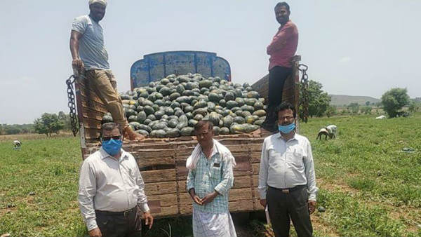 ಕುಂಬಳಕಾಯಿ, ಟೊಮ್ಯಾಟೋ