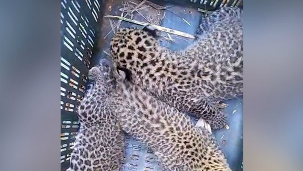 Six Leopard Cubs Visible In Cane Fields At Mysuru Six Leopard Cubs Visible In Cane Fields At Mysuru