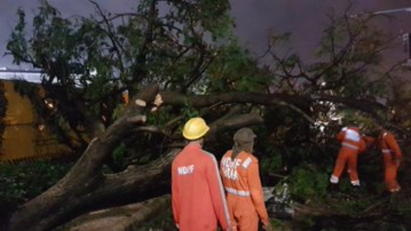 ಧರೆಗುರುಳಿದ ಮರಗಳು