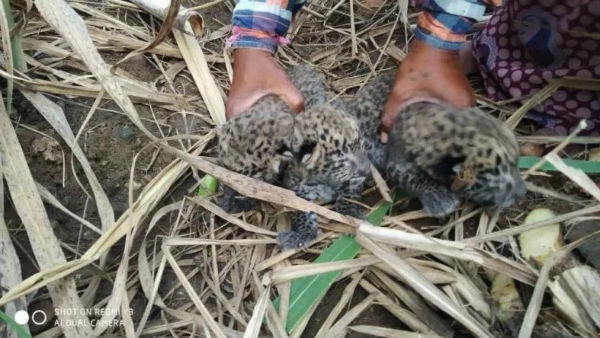 Six Leopard Cubs Visible In Cane Fields At Mysuru Six Leopard Cubs Visible In Cane Fields At Mysuru