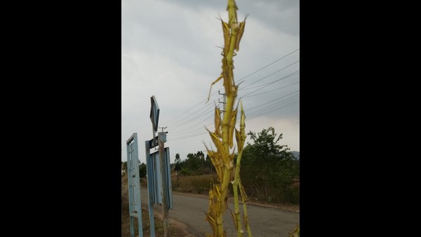 Locust Attack In Kolar District: Anxiety Among Farmers