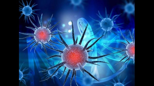 ಮೂಲ ತಳಿಗಿಂತ ಅಪಾಯಕಾರಿ