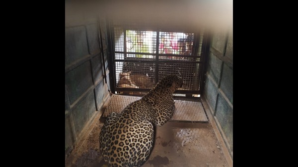 Leopard Captured By Forest Department In Chikkamgaluru Leopard Captured By Forest Department In Chikkamgaluru