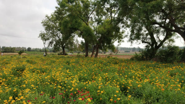 ಎಪಿಎಂಸಿ ಕಾಯಿದೆಗೆ ತಿದ್ದುಪಡಿ ರೈತರಿಗೆ ಮಾರಕ 