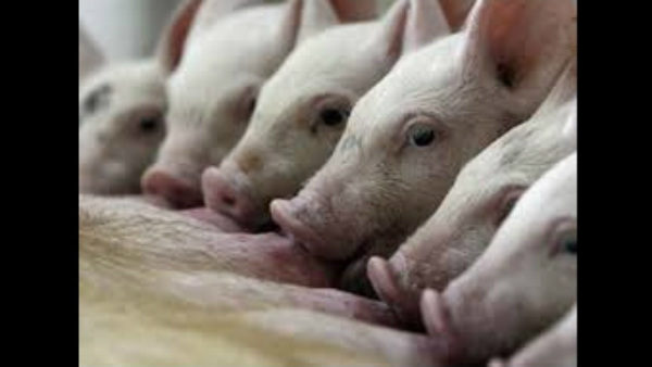 2,800 ಹಂದಿಗಳ ಪ್ರಾಣ ತೆಗೆದ ಆಫ್ರಿಕನ್ ಹಂದಿ ಜ್ವರ 