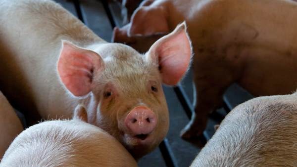 ಡ್ರ್ಯಾಗನ್ ರಾಷ್ಟ್ರದಿಂದಲೇ ಅಸ್ಸಾಂಗೆ ಲಗ್ಗೆಯಿಟ್ಟ ವೈರಸ್ 