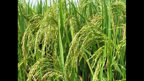 ರೋಗ ನಿರೋಧಕ ತಳಿಗಳ ಆಯ್ಕೆ ರೋಗ ನಿರೋಧಕ ತಳಿಗಳ ಆಯ್ಕೆ